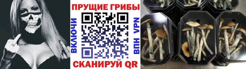 хочу   Пенза  omg как войти  Галлюциногенные грибы ЛСД 